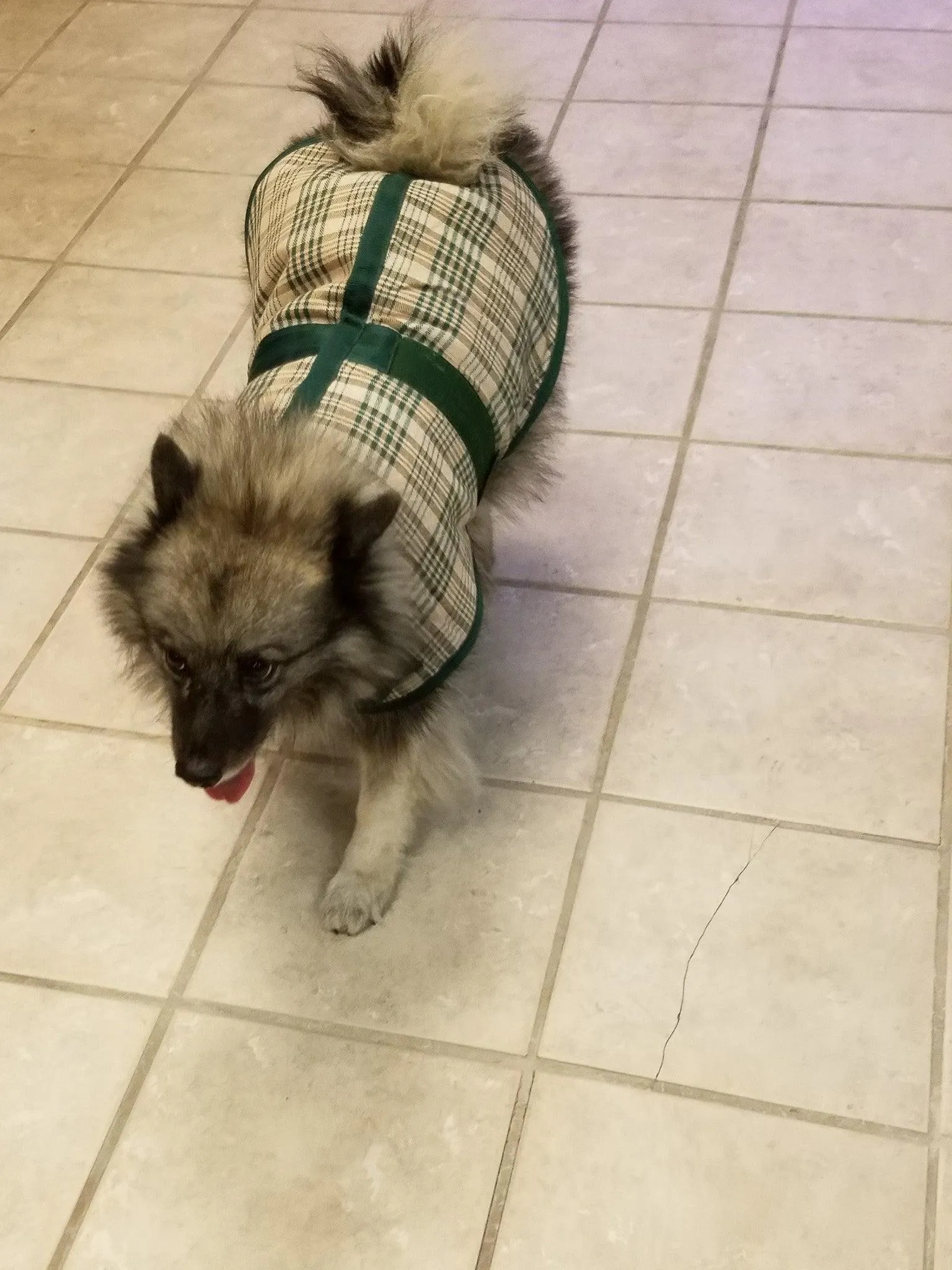 Personalized Dog Blanket - Tartan Plaid